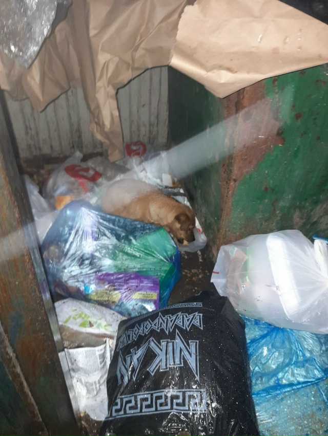Кто выкинул щенка? Находится на мусорке в сетях ближе к...