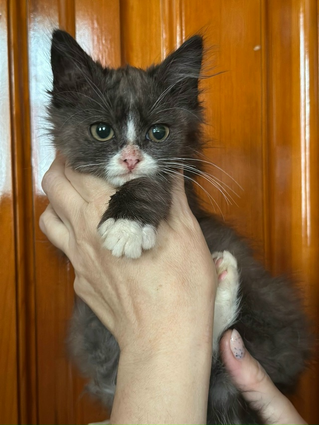 🆘🆘🆘Этот малыш нуждается в доме! Он был выброшен на у...