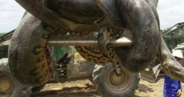 В Паре, штате на севере Бразилии, обнаружили анаконду г...