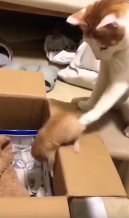 Ну это же просто матери-кошки года!