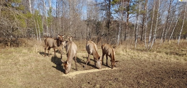 ? Охрана природы глазами студентов.
?Государствен?...