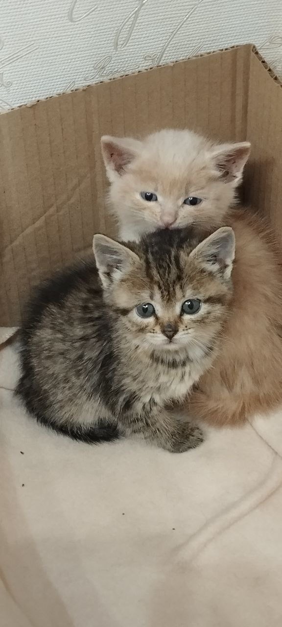 Этим трем рыжым мальчикам и камышовой девочке нет ещё ?...