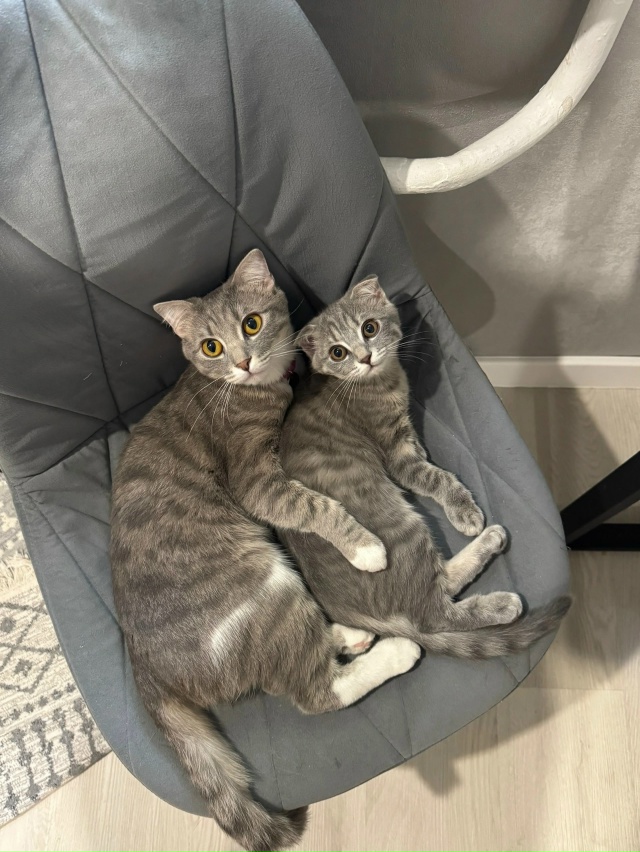 Эти красавицы моего сына) Мама с дочкой)))))
Пуля и Гильз?...