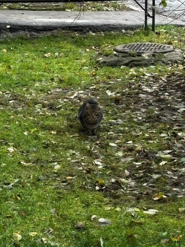 Хозяин, заберите кота. Уже месяц бегает между домами на...
