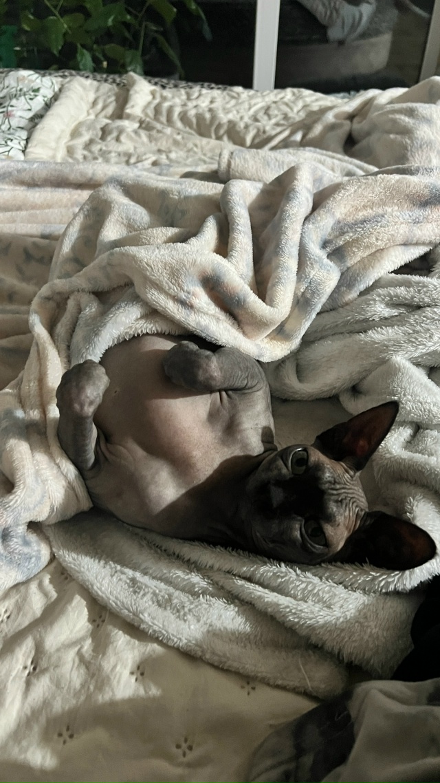 Оно то полуживое, то тыгыдык. Ася. Она же лысая шиза/рак?...