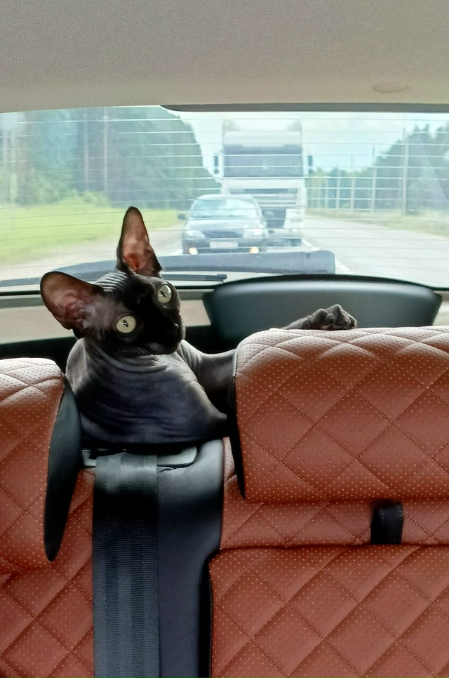 Моя всратая красотуля!