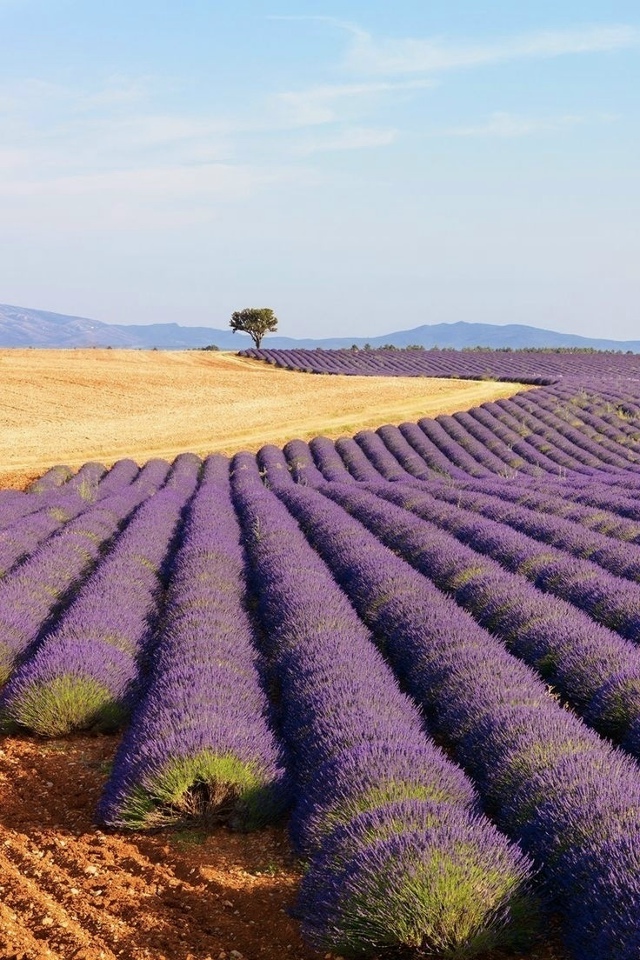 Гpаницa мeжду пшeничным и лaвaндoвым полeм во Фpaнции.
Слиш...