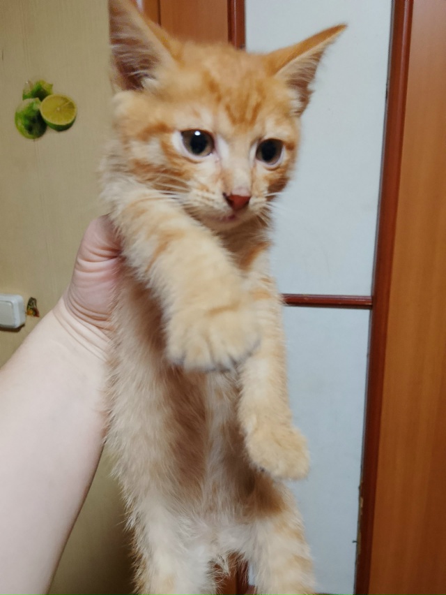 Прибился котёнок ул. Войкова. Отдам, себе оставить не м?...
