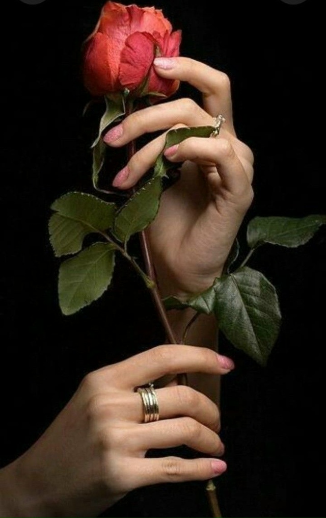 ЕСЛИ ТЫ ЛЮБИШЬ РОЗУ, ЛЮБИ И ЕЁ ШИПЫ. ЕСЛИ ЛЮБИШЬ ЧЕЛОВЕК...