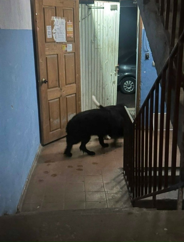 🆘 СРОЧНО! ПРОПАЛА СОБАКА! МАКСИМАЛЬНЫЙ РЕПОСТ!
Друзья...