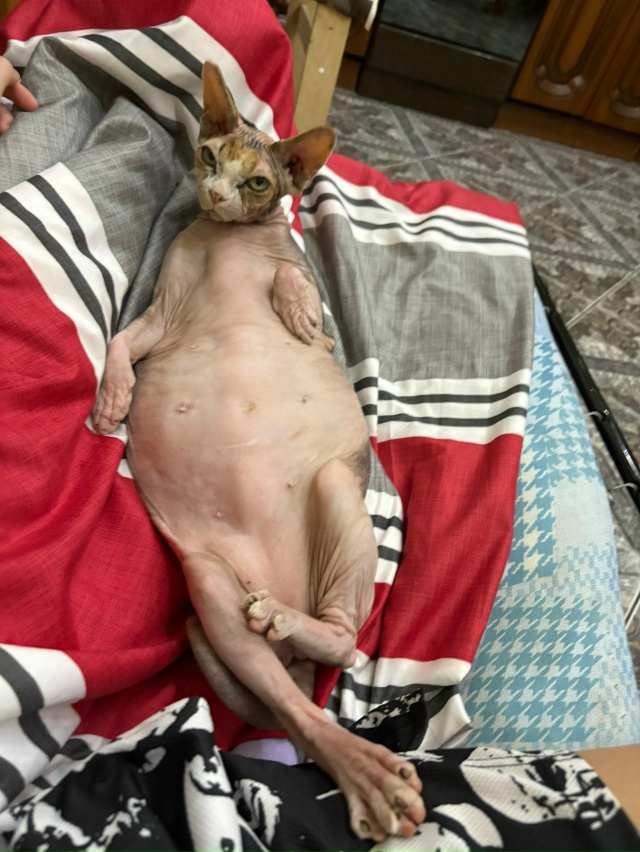 айзе за свои 12 лет довелось побывать в 3 городах, послед...