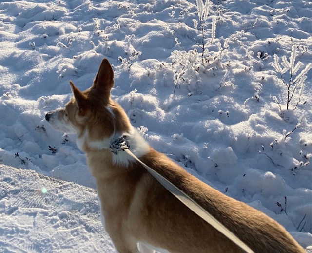 ❗️❗️❗️Пропала собака ❗️❗️❗️в районе пожарной ч?...