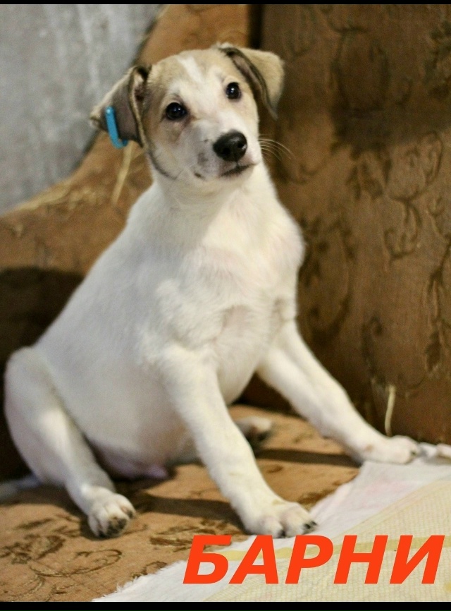 Вот такой чудесный малыш ждёт свой Звёздный час под ?...