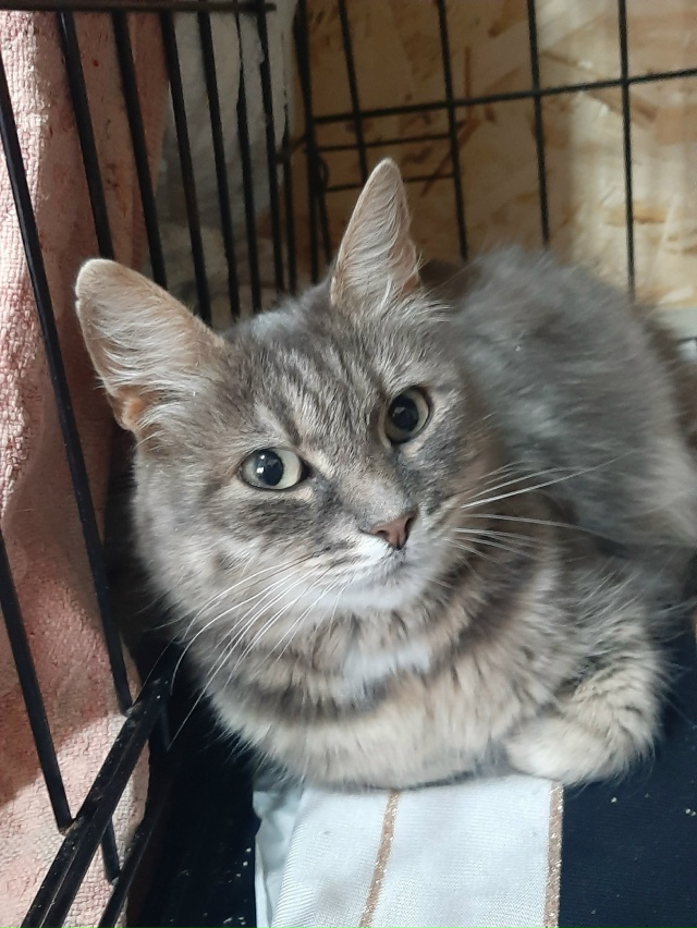 Продолжаем искать дом нашей подопечной.
Молодая кошеч...