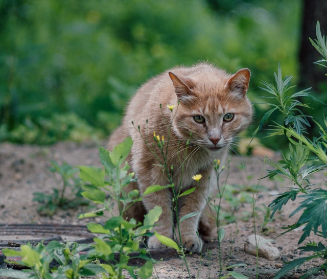 Коти Вологды !)