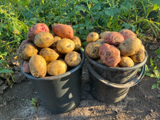 Продается свежий урожай картофеля 🥔
Ведро - 500р
1 мешо?...