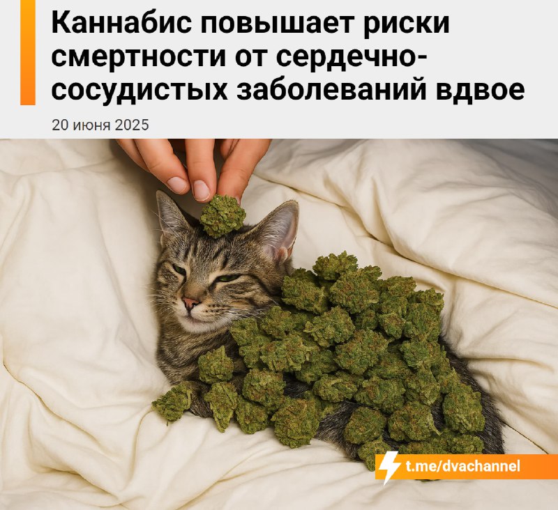 Марихуана вдвое повышает риск смерти от сердечно-сосудистых заболеваний, выяснили учёные
Исследоват