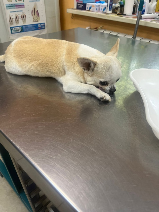 Пропала собака район новый снопок снт рассвет,кличка ...