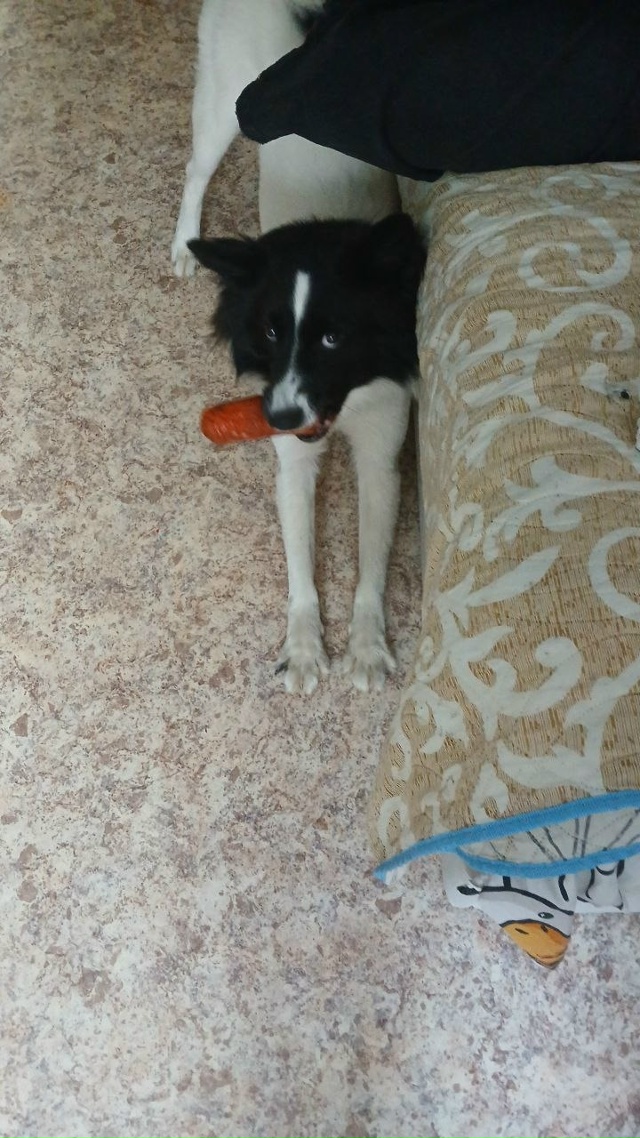 Добрый вечер. Сегодня 20.11.25. В 19:40+- , убежала собака в сто...