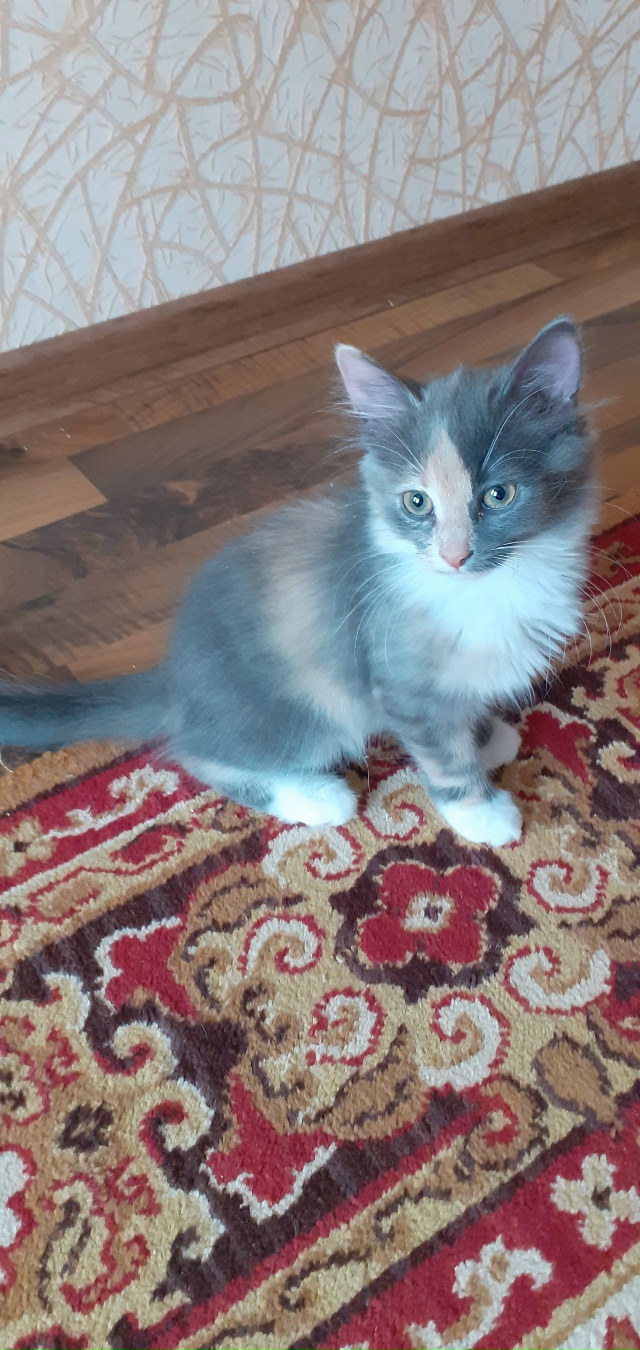 Отдам котят в добрые руки. Рыжий мальчик, серая кошечка...