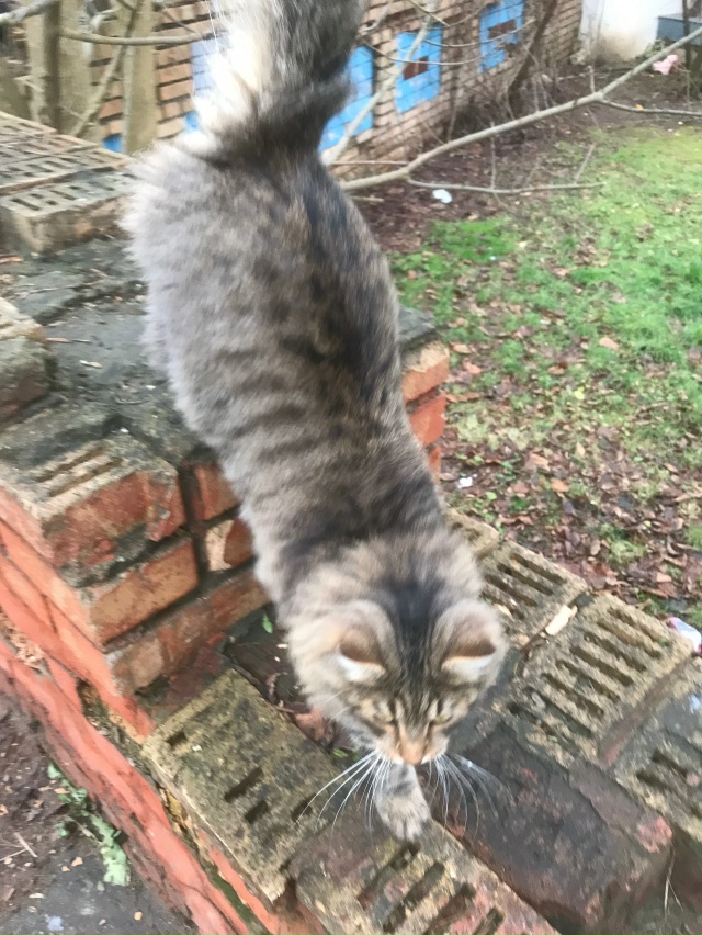 Чей кот? Микрорайон 17