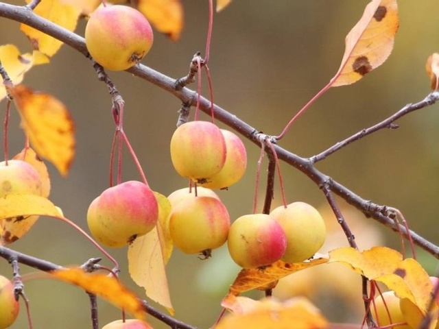 С 15 СЕНТЯБРЯ ОРГАНИЗАЦИЯ ПРИНИМАЕТ ЯБЛОКИ ПОЗДНИХ ОСЕ?...