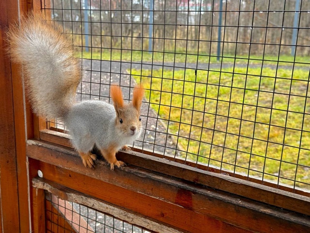 Милые обитательницы Дулевского парка уже сменили шубк...