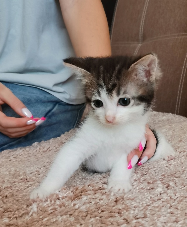 Родники. Ивановская обл. Срочно!!! Ищем дом котятам 1.5 - 2 ...
