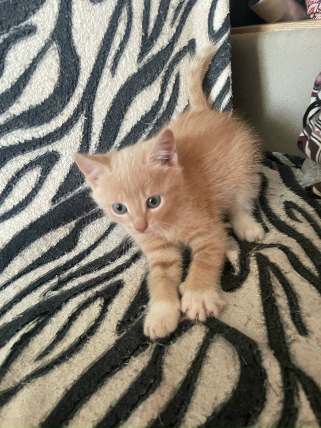 Маленькие красавцы ждут своего хозяина. 1,5 месяца, куша...