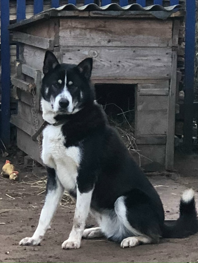 Пропала собака(кобель), кличка Грей, п.Калиниха
Пёс мол...