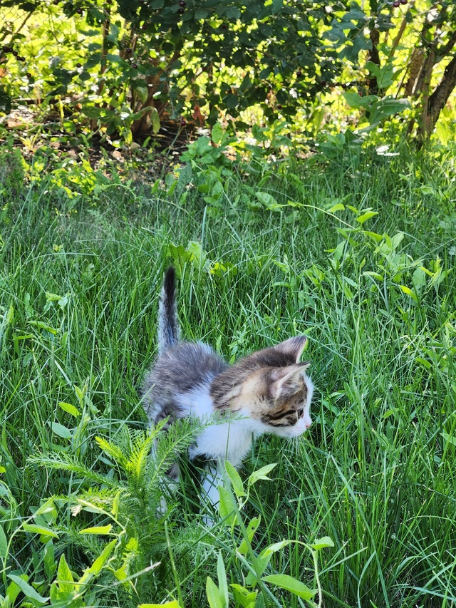 ❗Внимание, любители котиков! 🐱
🎉У нас в семье появил...