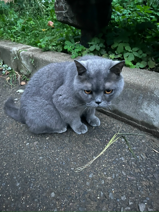 Чей котик? Видно,что домашний. Находится во дворе Микро...