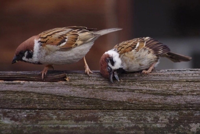 Спящий воробушек — это прям про меня, они не считает се...