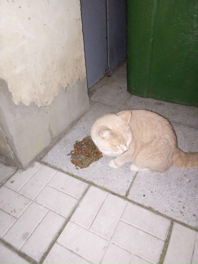 Помогаю информационно.
Чей кот( кошка)? Появился не дав?...