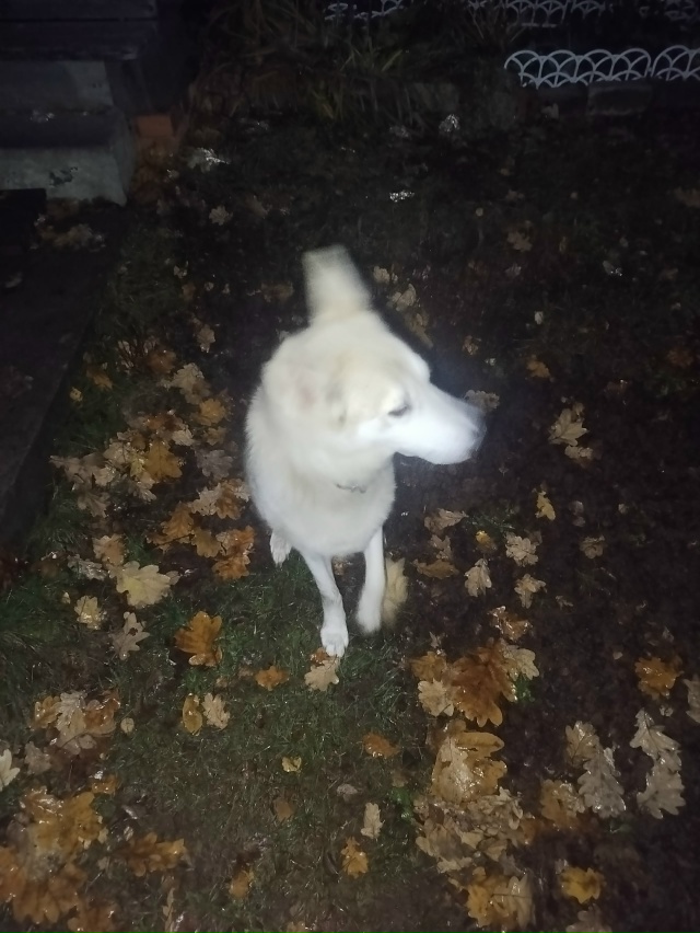 Чья собака бегает по Степана Разина по советской тоже ?...