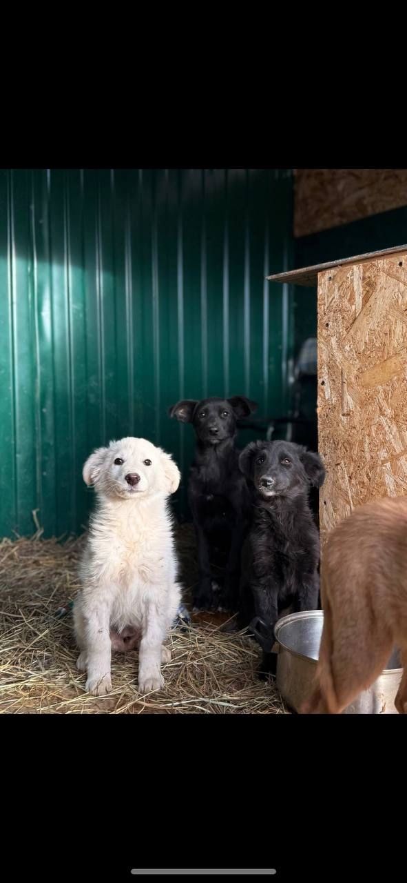 ‼️ СРОЧНО ‼️🚨
Щенки в отлове Ульяновска‼️🚨Через 3...