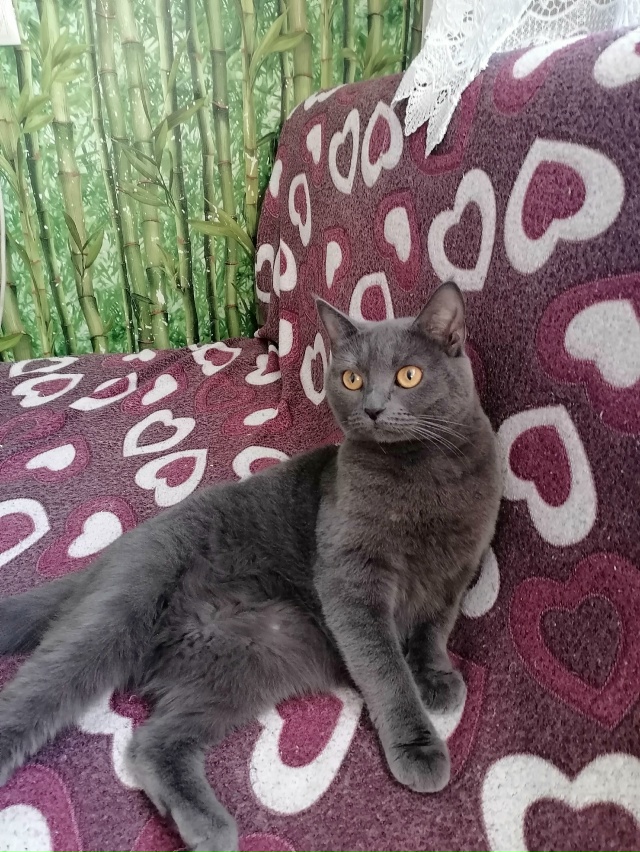 Пулька Сэм Маруся