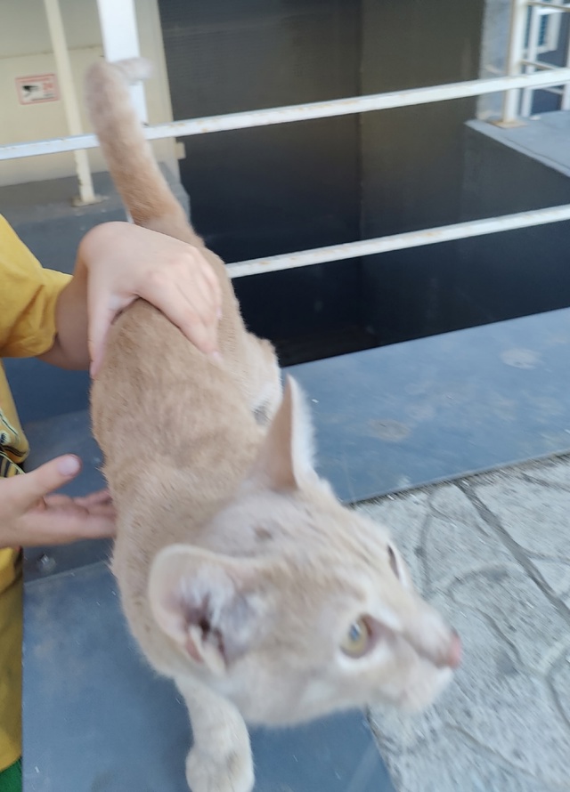 Найден домашний котик на Фонтанной 11