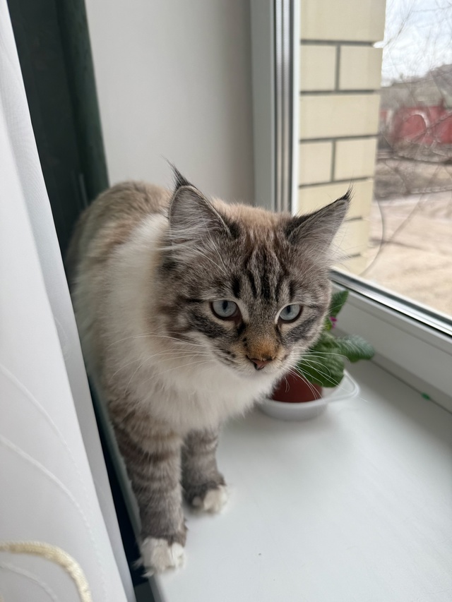 Пропал котик по кличке Снежик на улице садовой. Может к...