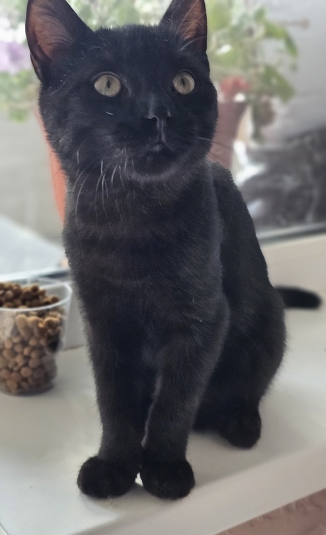Ласковый котомальчик ищет себе новый дом ❤🐈‍⬛
Мал?...