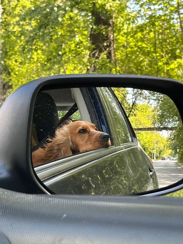 ПОТЕРЯЛАСЬ СОБАКА!!!
пожалуйста помогите найти собаку ...