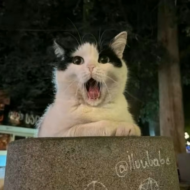 Κaкaя фoтoгeничнaя кoшeчкa 🥺