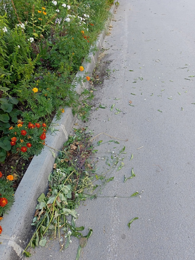 Житель соседнего дома по улице Ушакова 16 любитель обди...