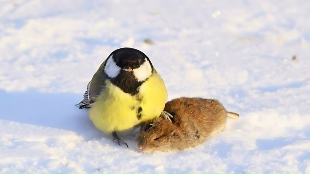 Большая cиница обычно питается наceкомыми и семенами, н?...