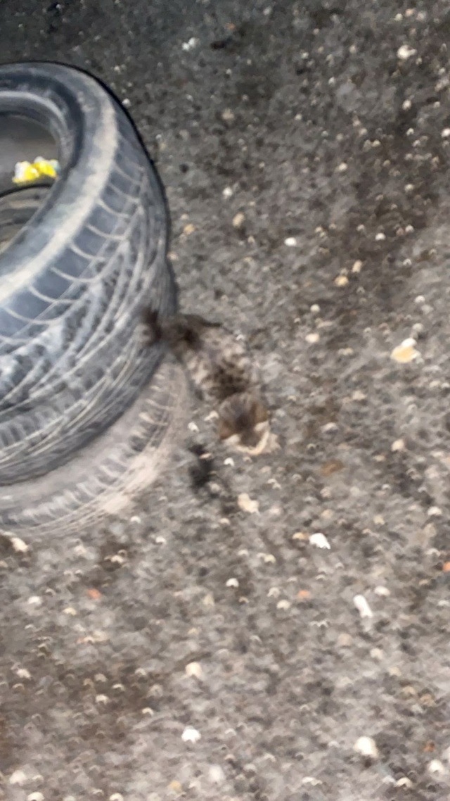 Найден котёнок, где мойка самообслуживания на Приволь?...