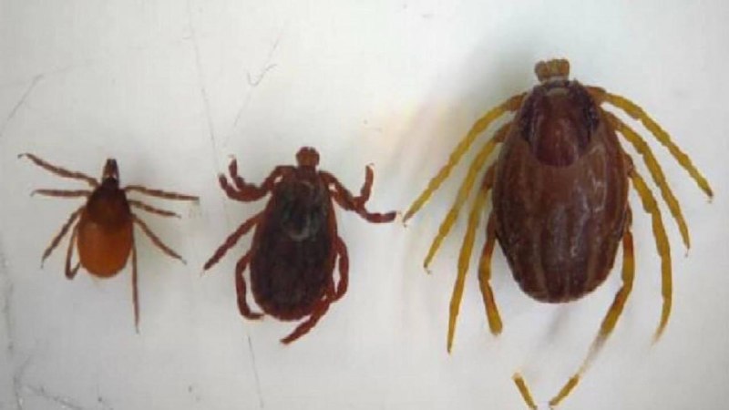 🪲 На юге России фиксируют распространение клещей-мутантов. Ранее они обитали в основном в Африке и А