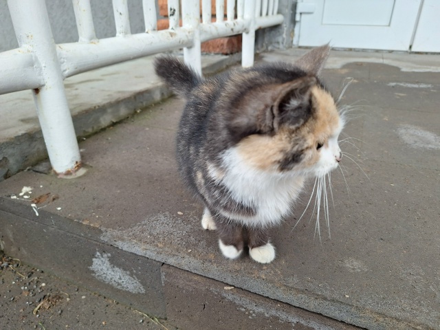 чей котёнок ходит около территории школы девочка