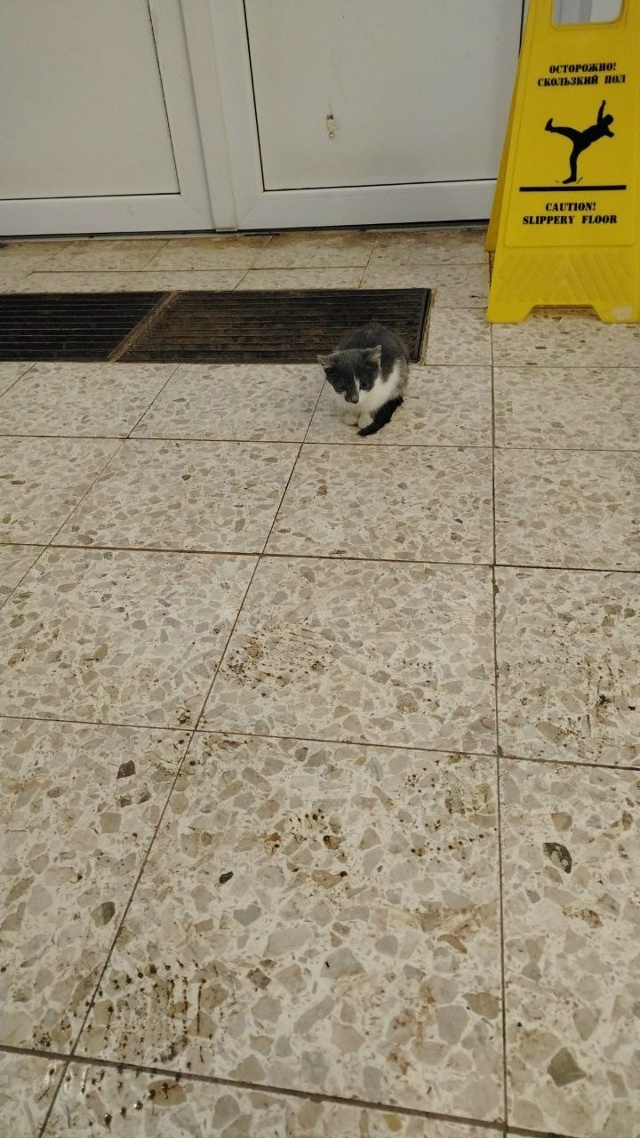 Добрый день! Дочка спасла котёнка, уличный, девочка вро...