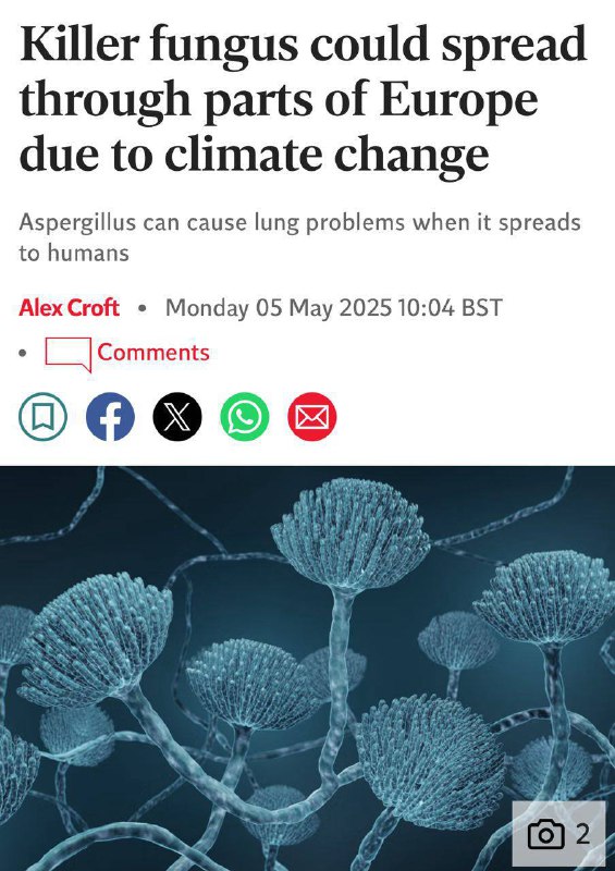 Учёные бьют тревогу: смертельный грибок Aspergillus может уничтожить Европу и добраться даже до Кита