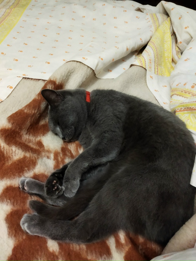 Ксюша... Просто спит)))